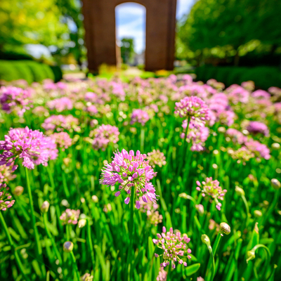 flowers outside the halene gateway