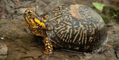 adobe stock photo of a box turtle