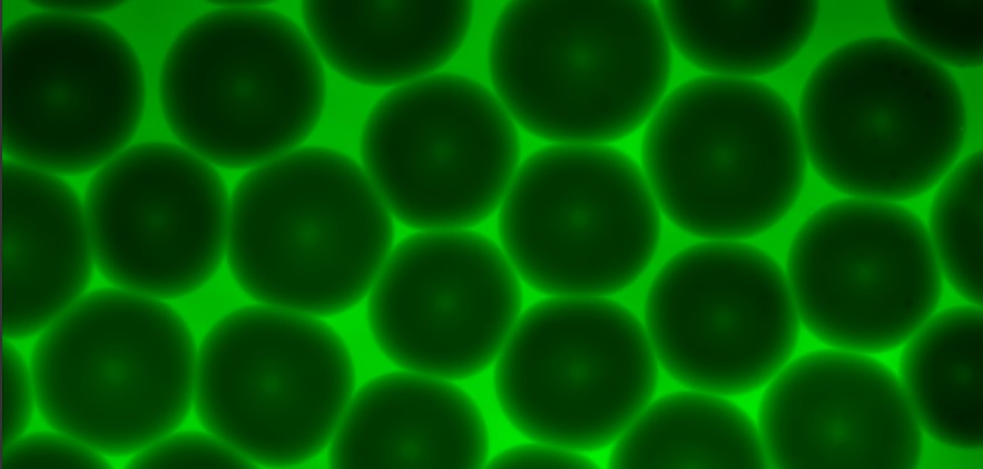 Granular hydrogels. Image provided by Gunnar Thompson.