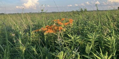 Butterfly milkweed at Prospect Prairie, a prairie remnant in Ford County, IL.