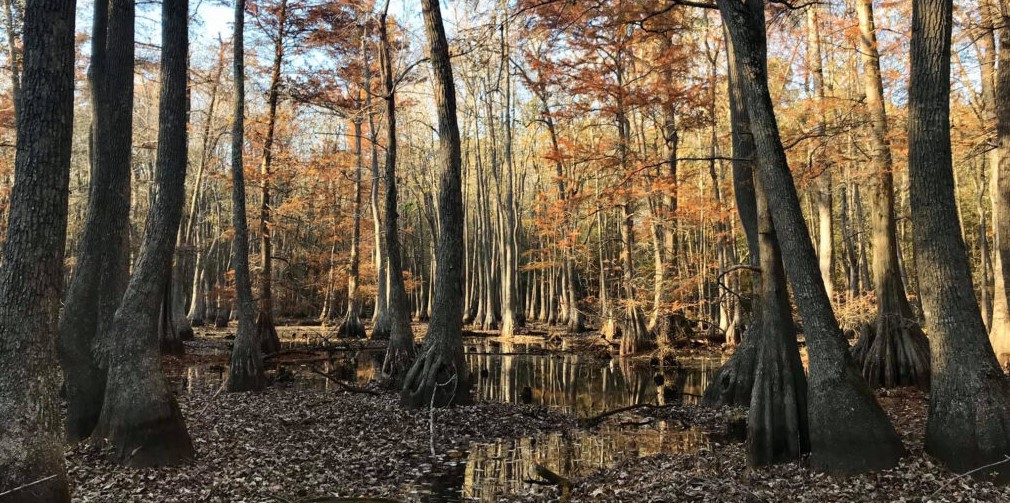 Wetlands, like those of Round Pond Swamp in Pope County, Ill., perform a variety of functions for communities, from recreation to stormwater management and wildlife habitat, the team reports. Photo by Paul B. Marcum