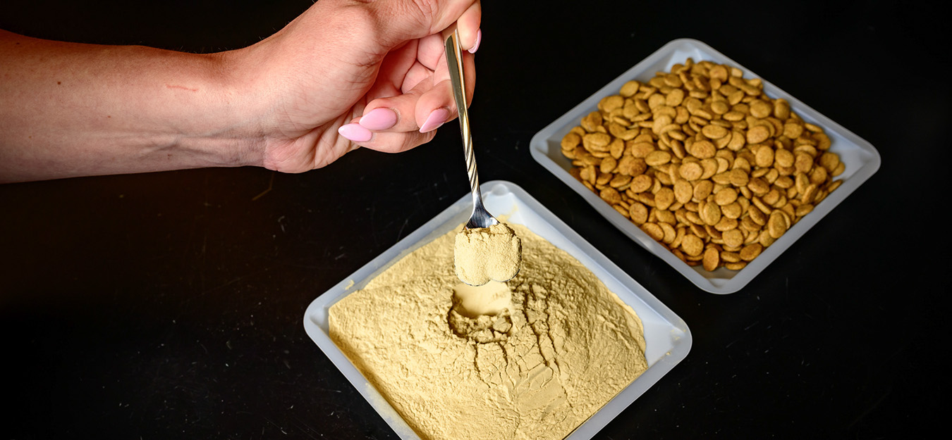 At left is a tray of the modified brewer’s yeast, and on the right is the dog kibble used in the feeding study at Illinois.  Photo by Fred Zwicky