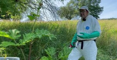 worker in full protective gear removes giant hogweed.