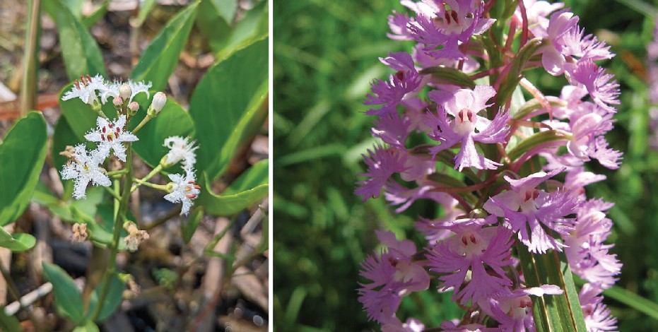 Two state-listed plants which persist in northeast Illinois: the bog buckbean, Menyanthes trifoliata, left, and the lesser purple-fringed orchid, Platanthera psycodes, which is critically imperiled in Illinois.