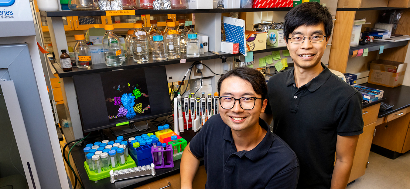 Graduate student Owen Ouyang, left, and professor Nicholas Wu found common features among antibodies that bind to the influenza antigen hemagglutinin, a key target for vaccine development. Photo by Michelle Hassel