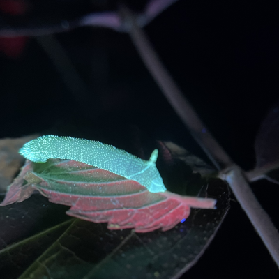 Alexa Rojas' entry to Image of Research