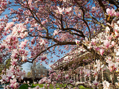 Pink magnolia blossoms frame a campus building