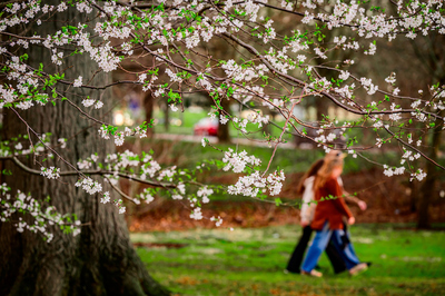 Visitors take in the fleeting beauty of blooming sakura trees graces the grounds of the University of Illinois Arboretum and Japan House. This year, heavy rains shortened the flowering season, but flowers are starting to bud on other flowering trees. Photo taken at the University of Illinois Urbana-Champaign on Thursday, April  2, 2026.  (Photo by Fred Zwicky / University of Illinois Urbana-Champaign)