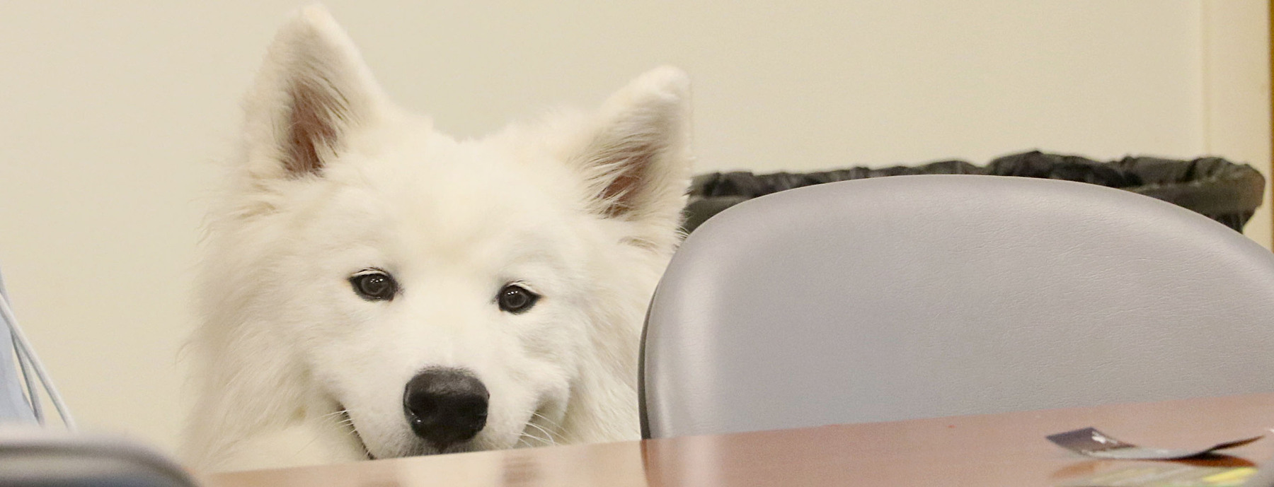Photo of Kirby smiling at the camera