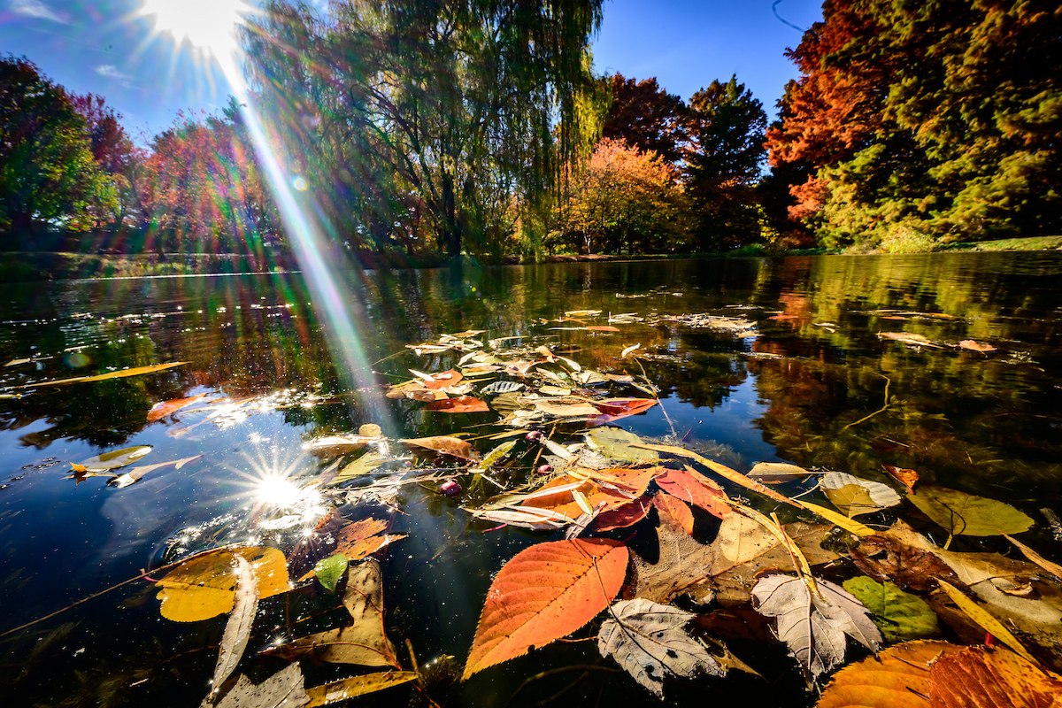 Photo depicts leaves floating on a water in the sunlight