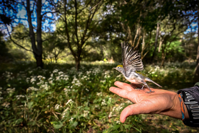 Image depicts a small bird taking flight and lifting off from an outstretched hand.
