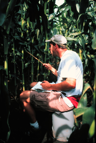 Joseph Spencer sites between rows of towering corn, observing western corn rootworm.
