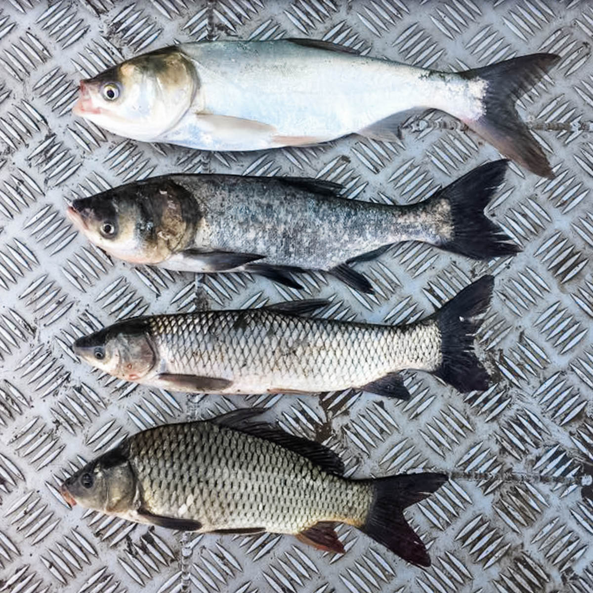 Asian carp species | Illinois, image size:1200x1200