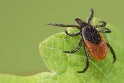 Blacklegged tick