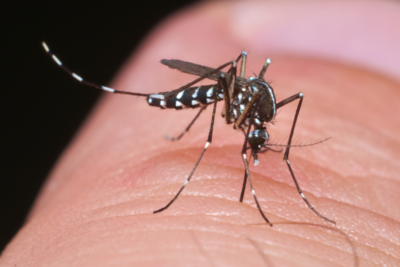 Asian tiger mosquito
