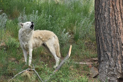 A gray wolf howls in a wolf sanctuary in Colorado.