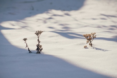 Plants peek out of the snow in winter. Maks D, Unsplash.