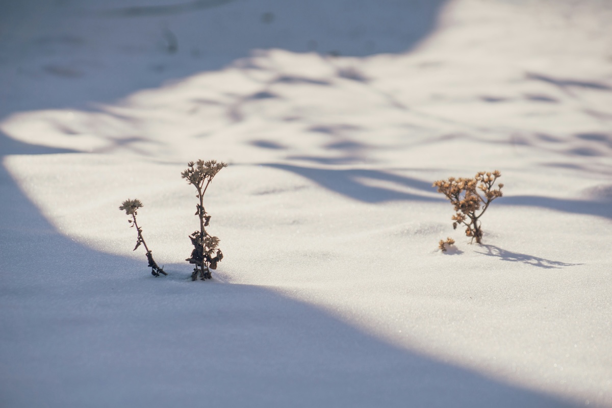 Plants peek out of the snow in winter. Maks D, Unsplash.