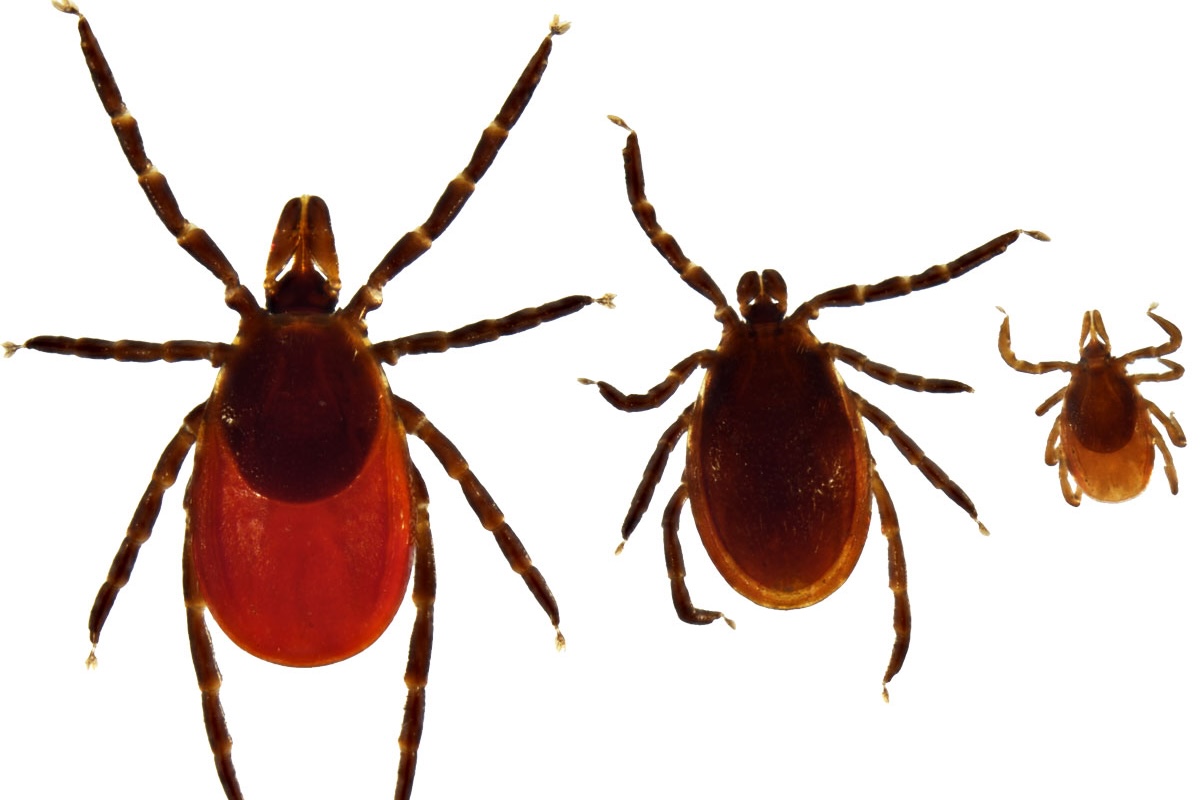 Deer tick specimens