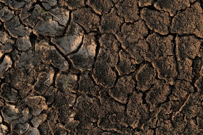 Dry soil shows cracks.