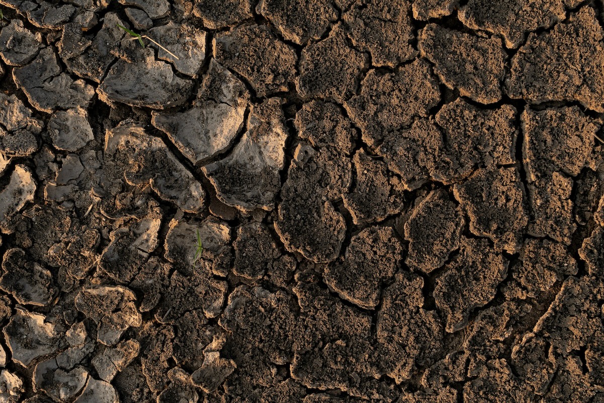 Dry soil shows cracks.