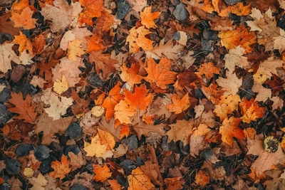 Fall leaves cover the ground