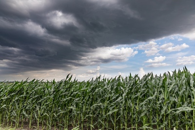 Blue skies make way for storm clouds over a corn field