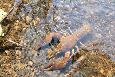 Crayfish in a river