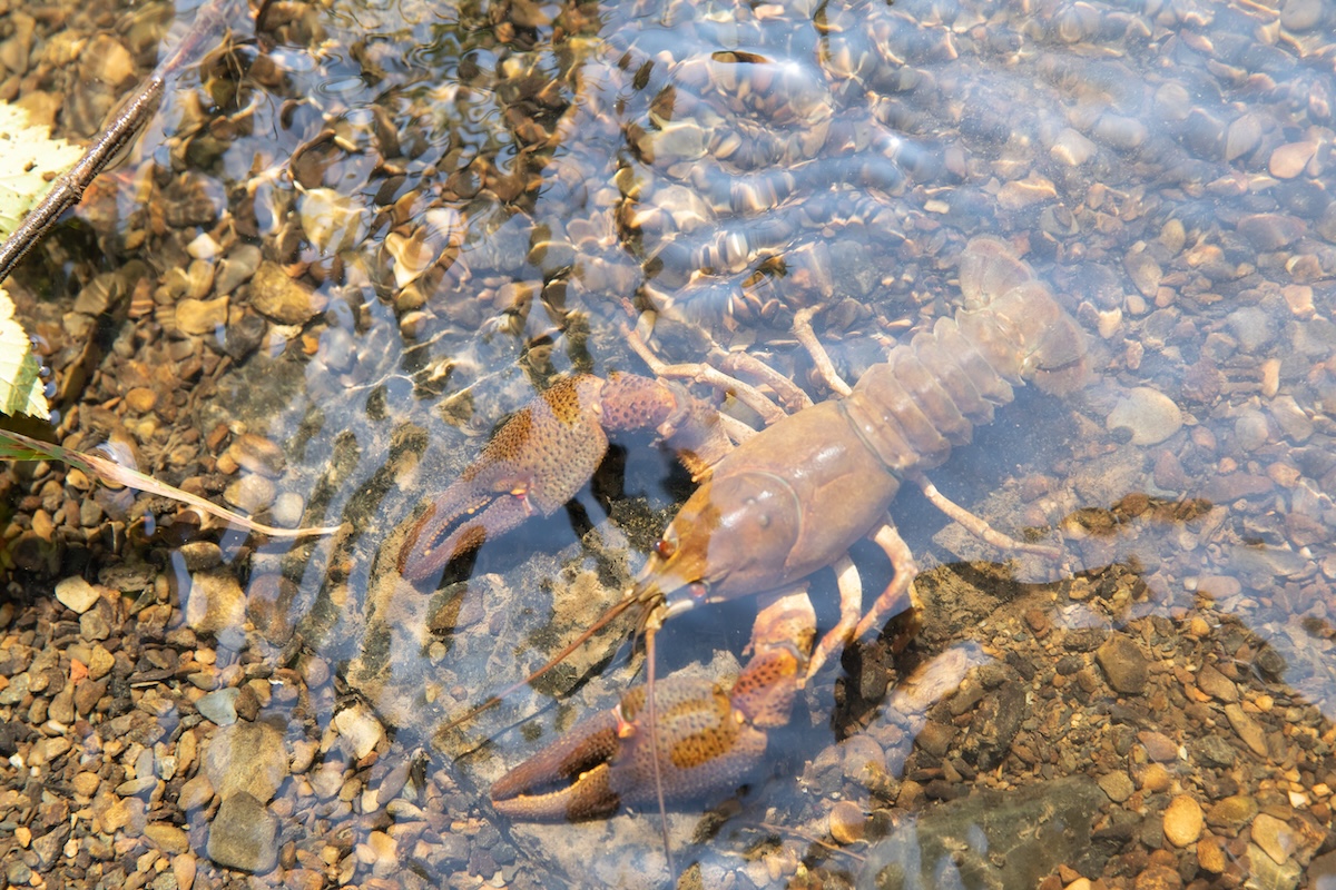 Crayfish in a river