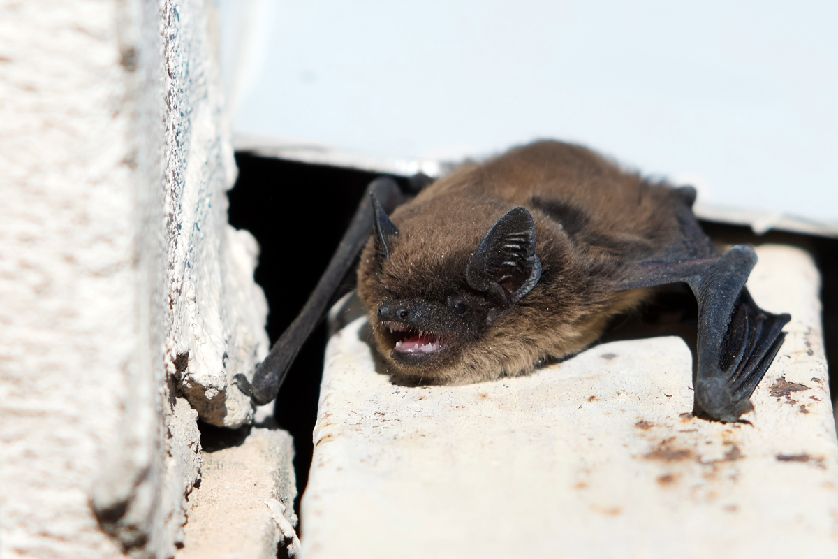 A big brown bat.