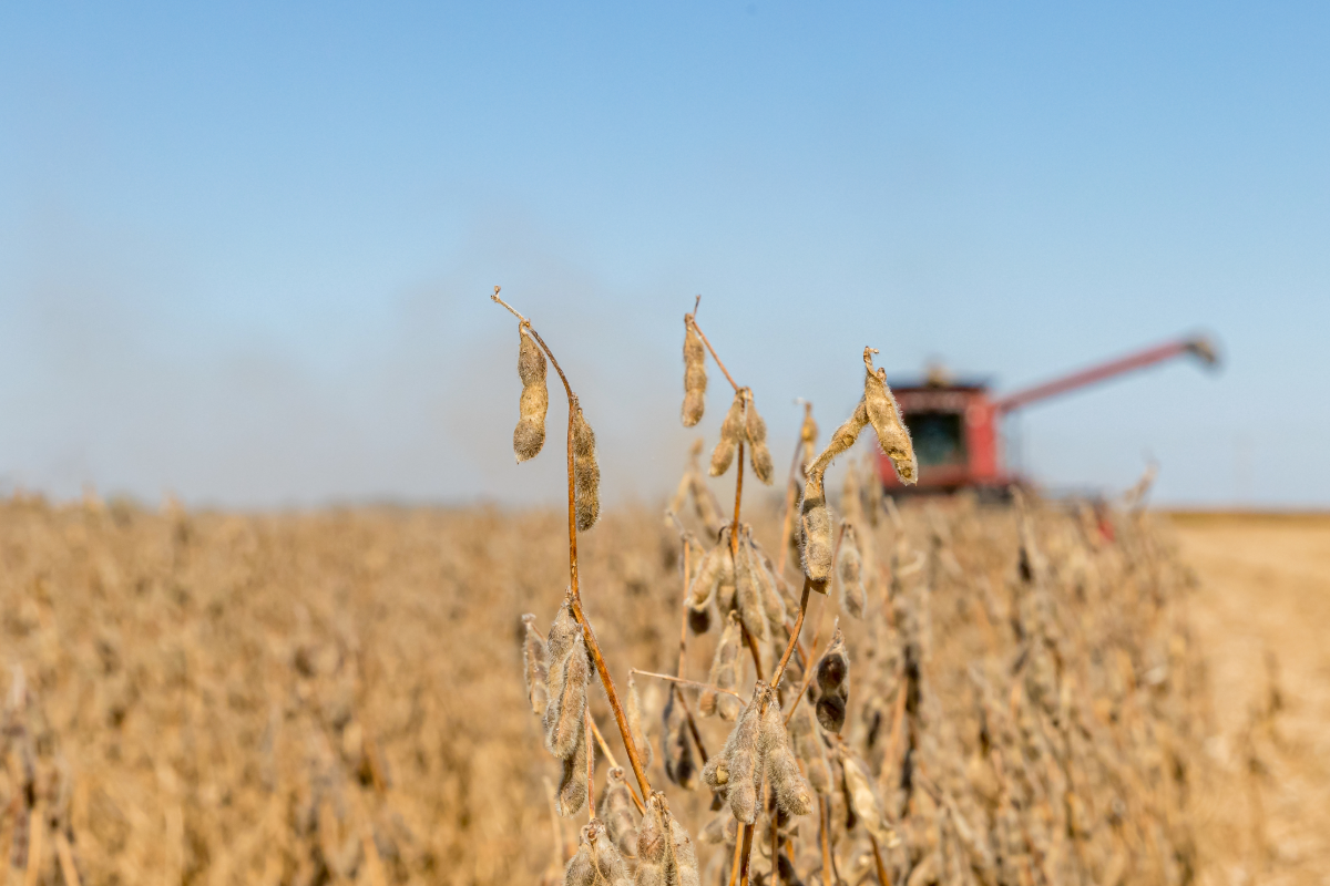 Harvested cornfield with red combine in distance.