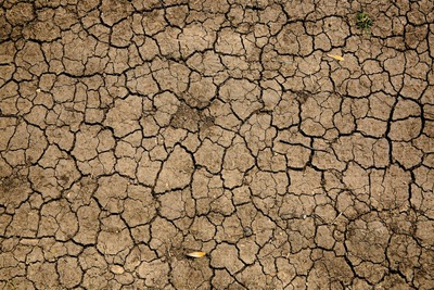Dry soil shows cracks.