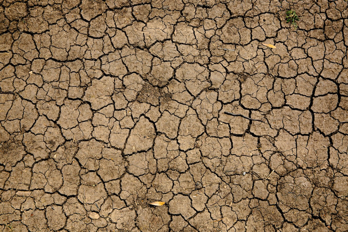 Dry soil shows cracks.