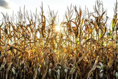 Sun shines through corn ready to harvest