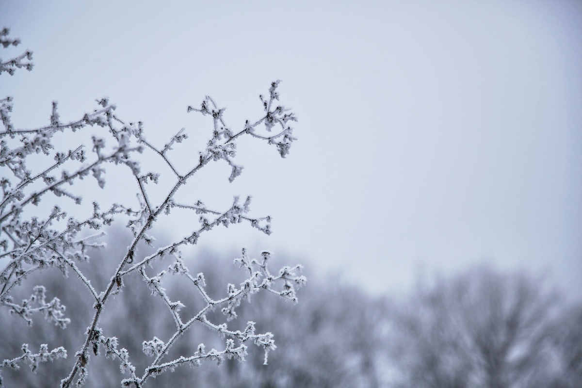 Frosted branch in the foreground and dreary winter sky in the background