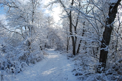 Snow covered path in the woods