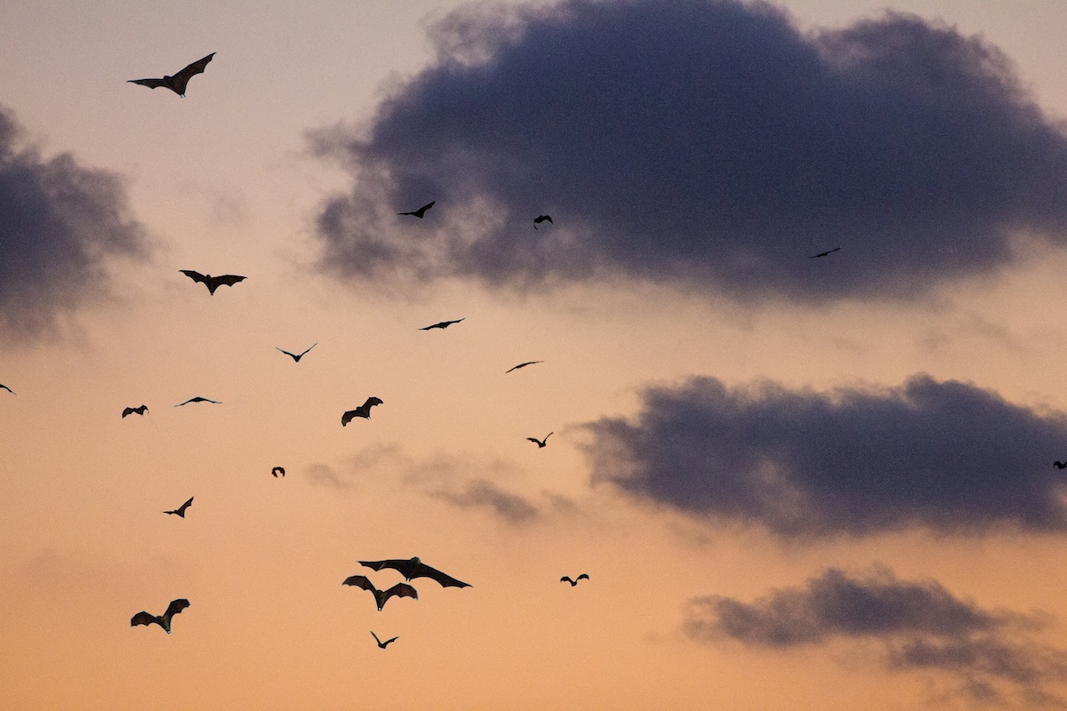 Bats and clouds in a dusky sky