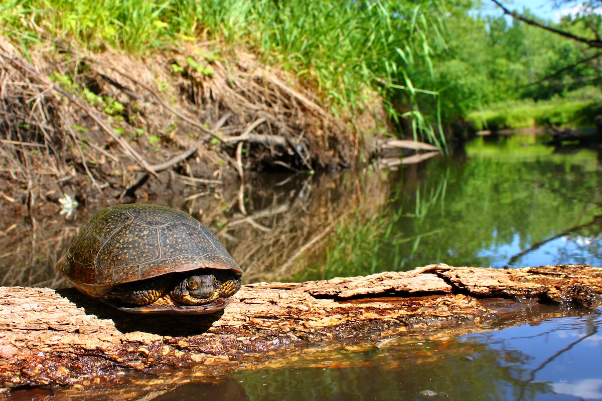 A Blanding's turtle sits on a log in an Illinois stream. Wirepec, Adobe Stock.