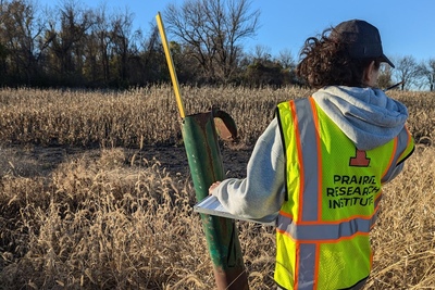 A researcher in a Prairie Research Institute safety vest conducts field sampling in a corn field
