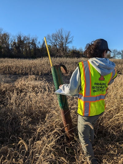 A researcher in a Prairie Research Institute safety vest conducts field sampling in a corn field