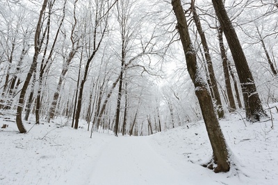 Snow covers trees in a wood