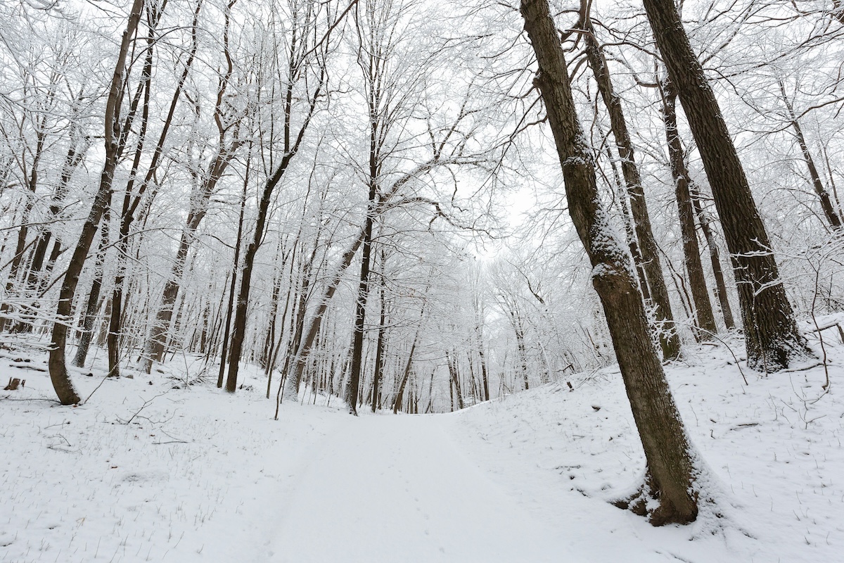 Snow covers trees in a wood