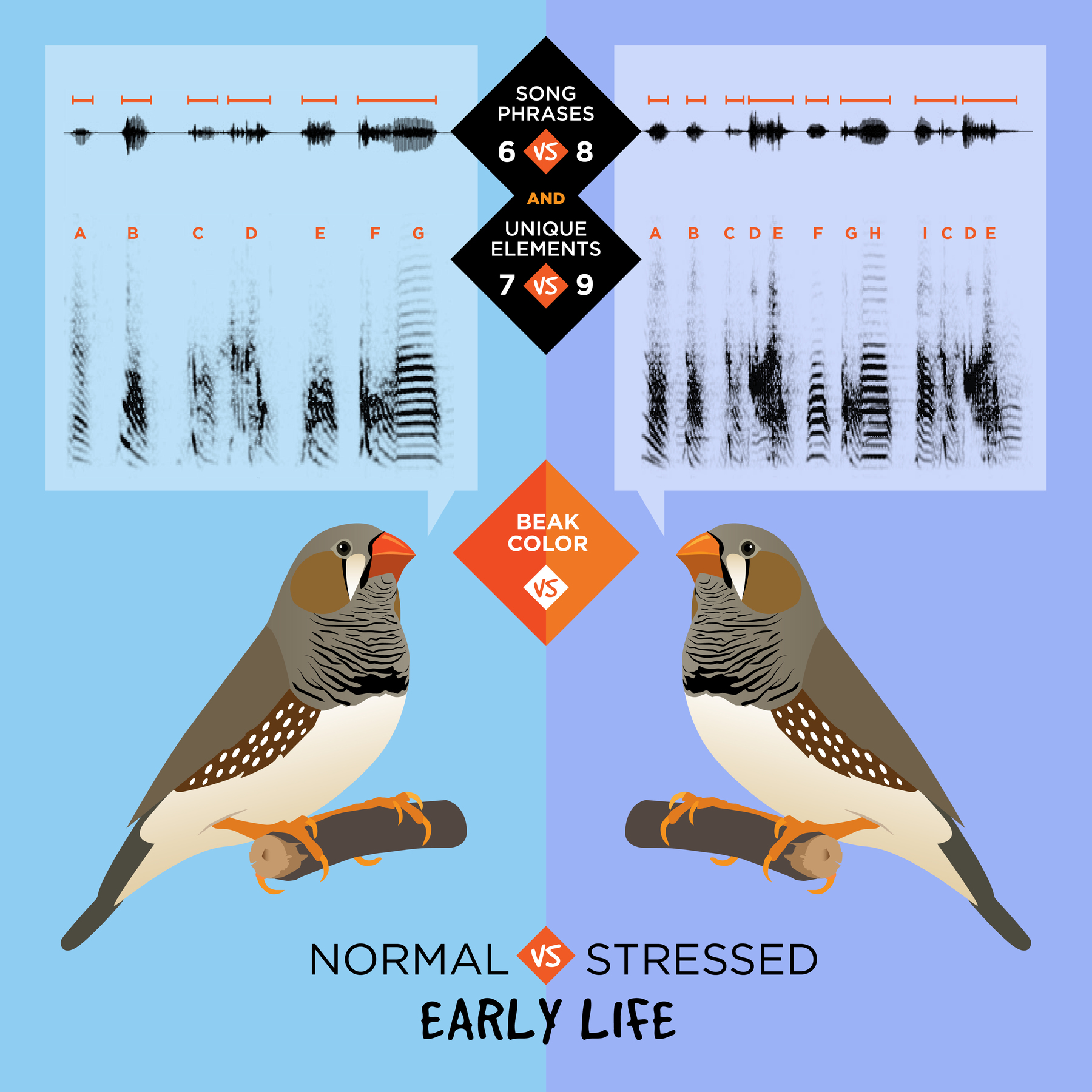 research on zebra finch