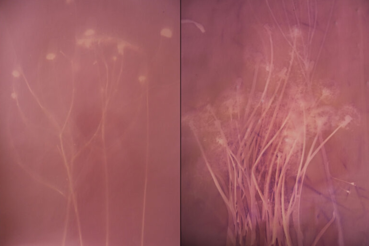 Lumen prints of grasses in pinkish halo.