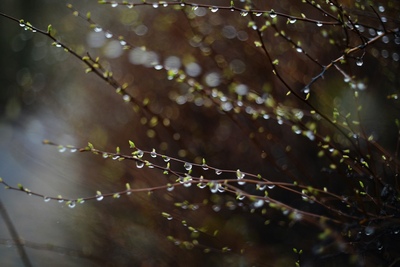 Rain drops cling to branches with new leaves.