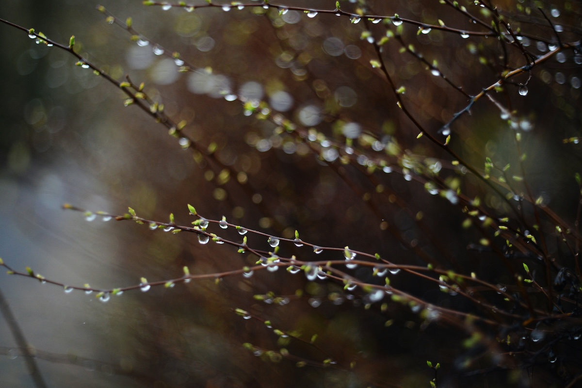 Rain drops cling to branches with new leaves.