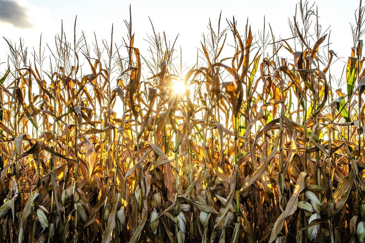 Dry corn field