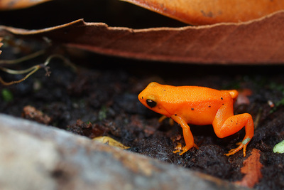 A Mantella aurantiaca frog bred in captivity by Devin Edmonds.