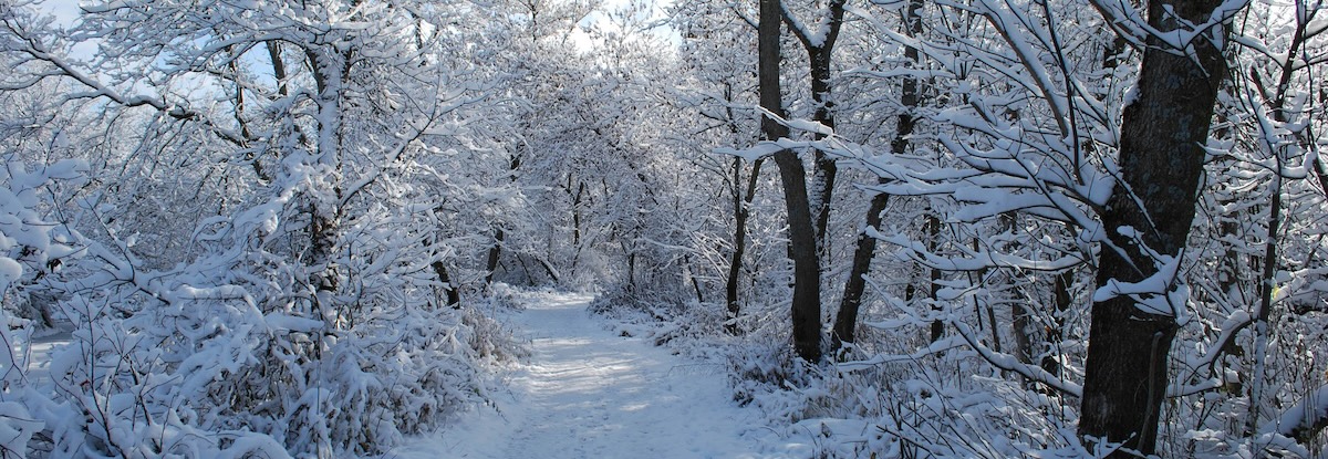 Snow covered path in the woods