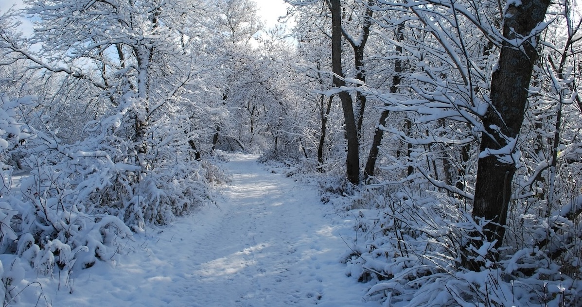 Snow covered path in the woods